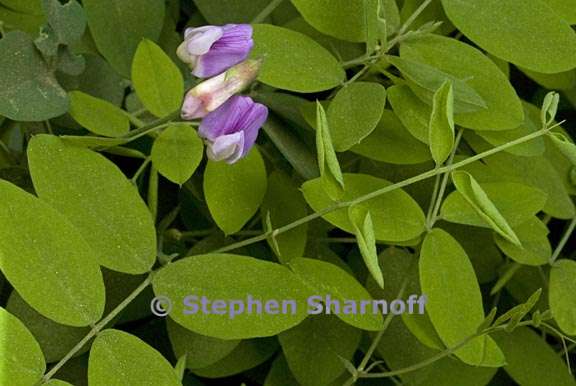 lathyrus nevadensis var nevadensis 1 graphic